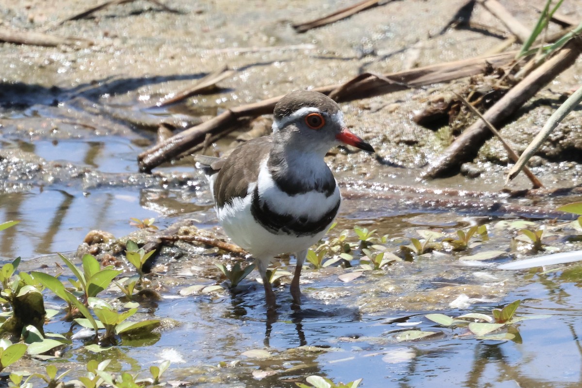 Three-banded Plover - ML647412292