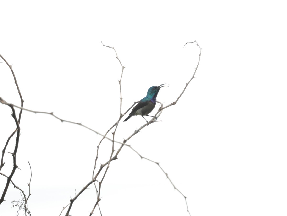 Loten's Sunbird - ML647412302