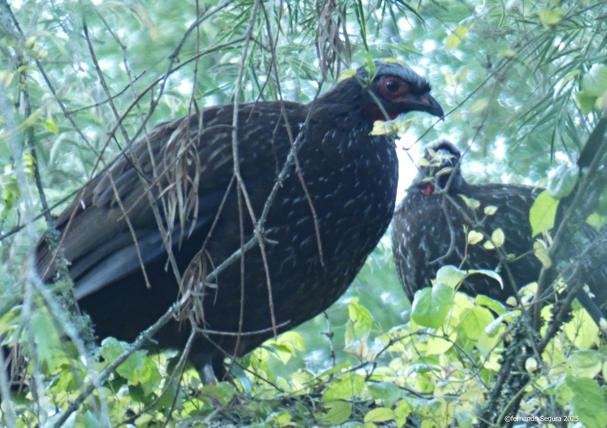 Red-faced Guan - ML647412306