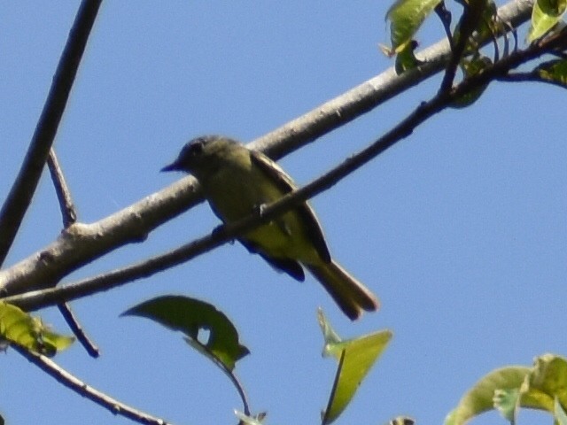 Amazonian Elaenia - ML647412308