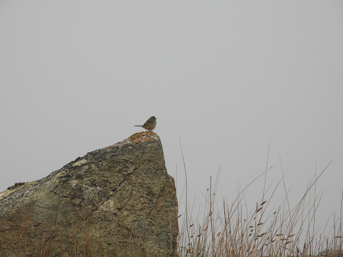 Rufous-crowned Sparrow - ML647412322