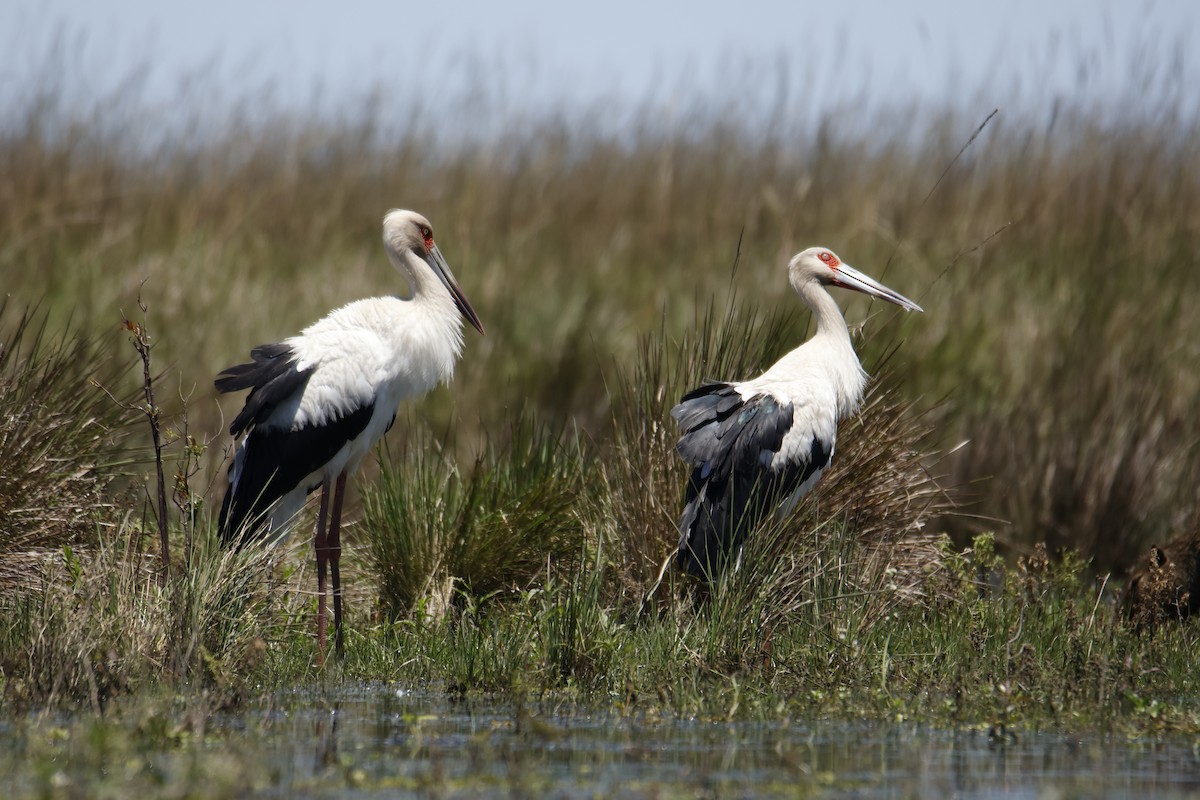 Maguari Stork - ML647412345