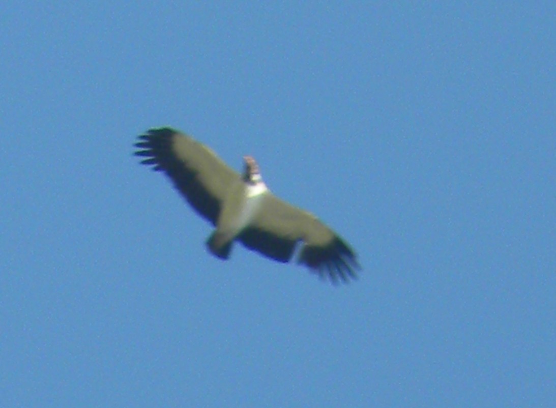King Vulture - ML647412351