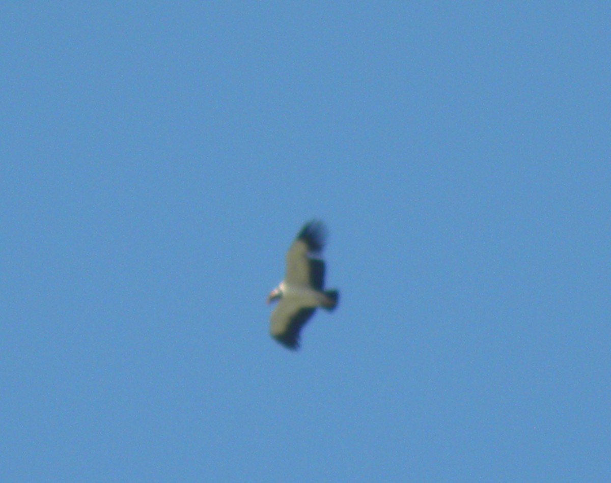 King Vulture - ML647412352