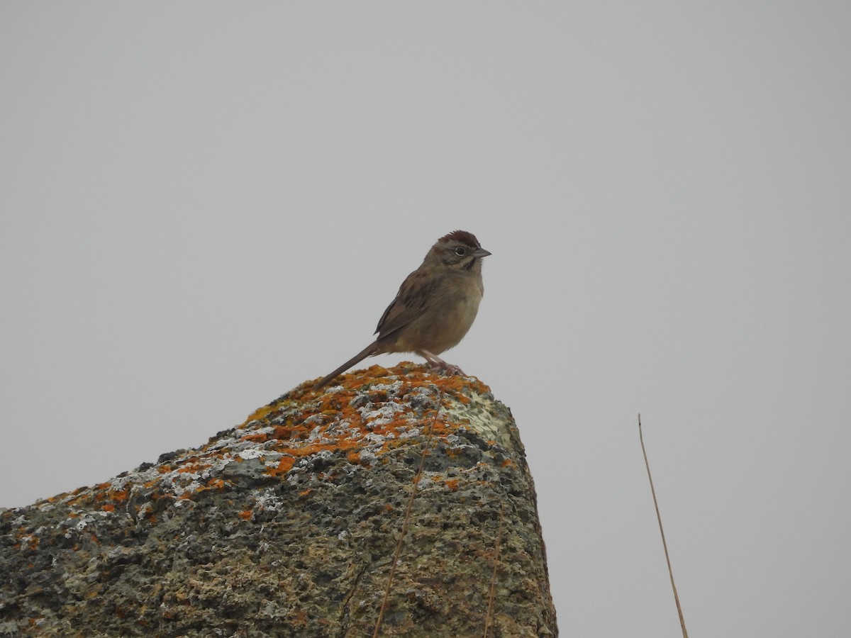Rufous-crowned Sparrow - ML647412353