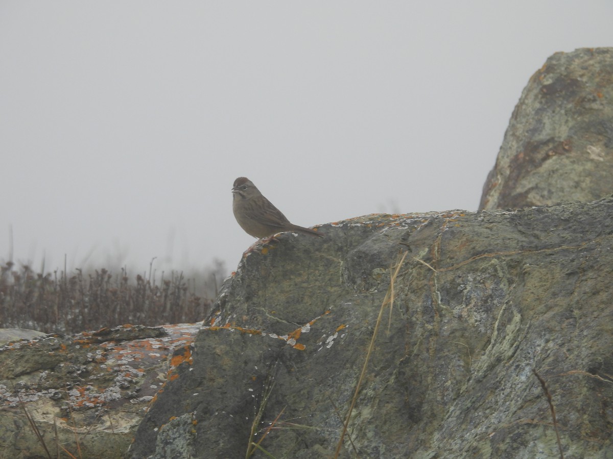 Rufous-crowned Sparrow - ML647412354