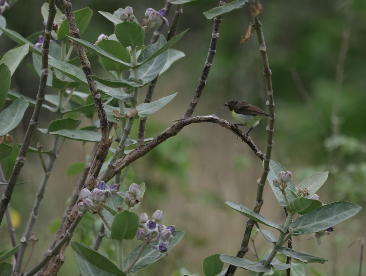 Purple-rumped Sunbird - ML647412359