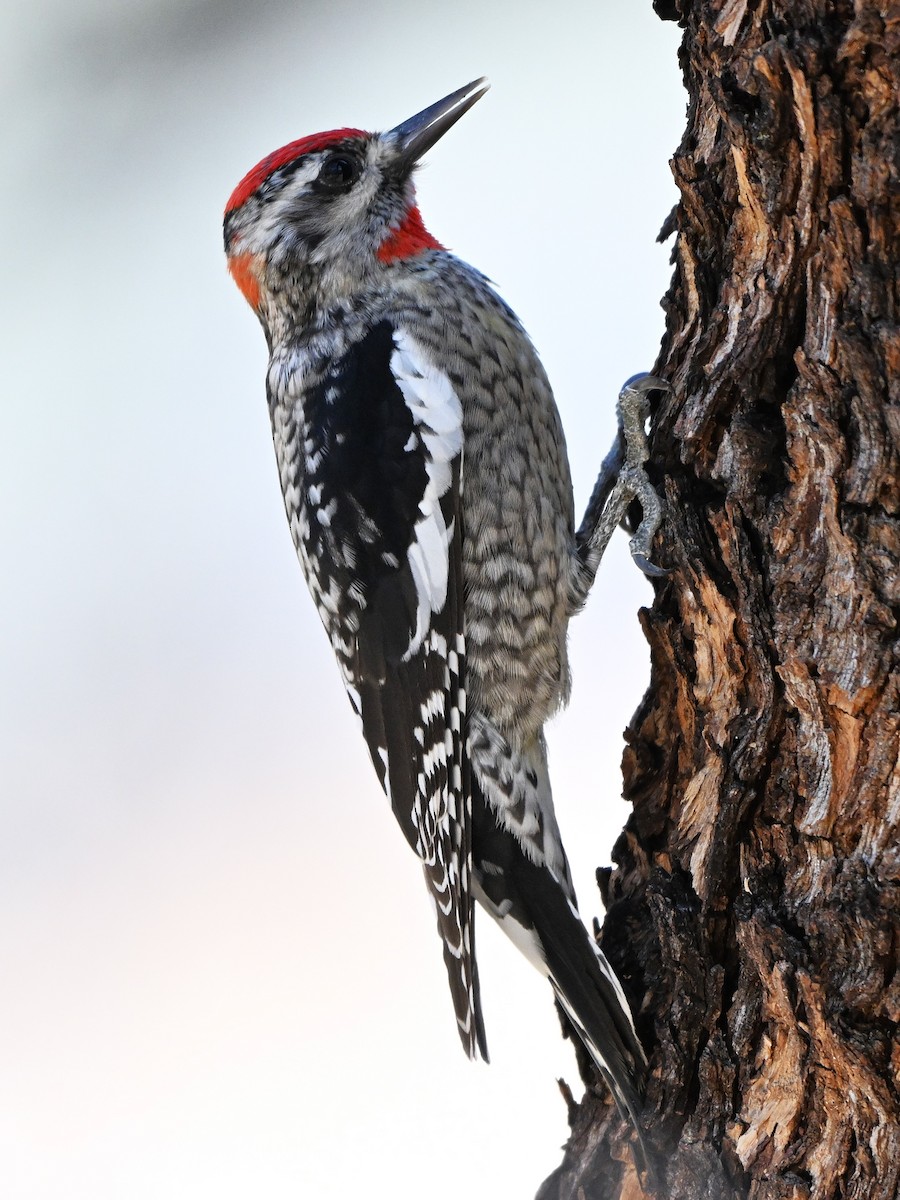 Red-naped Sapsucker - ML647412360
