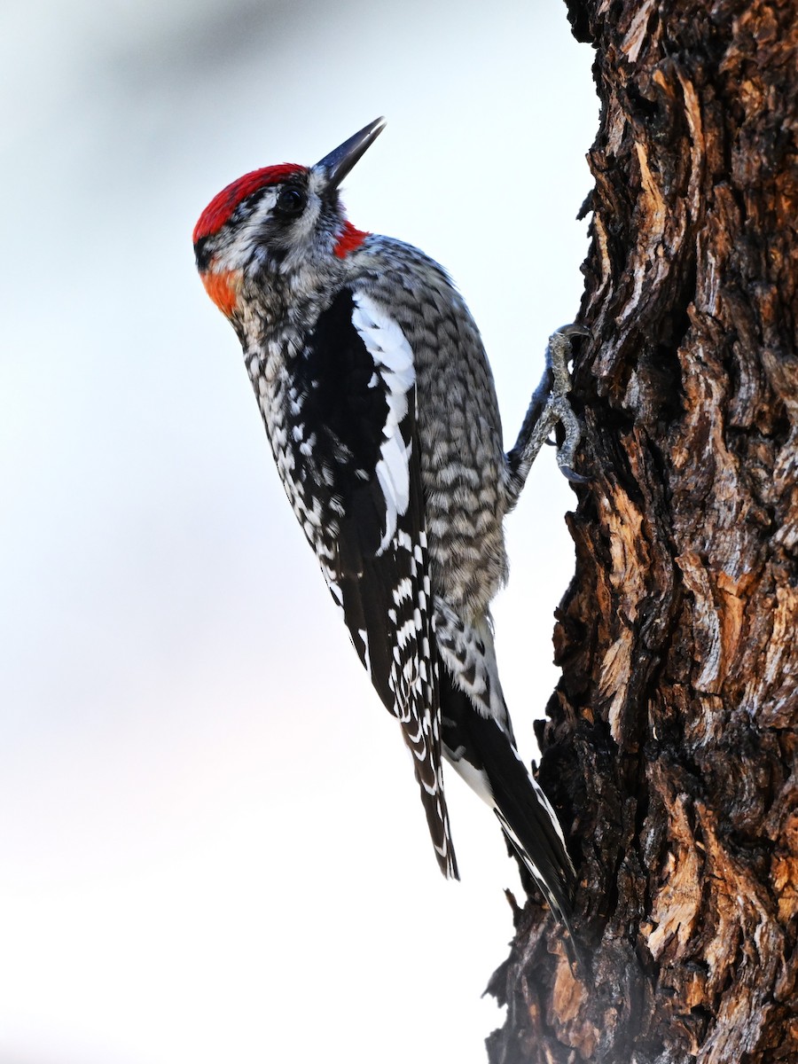 Red-naped Sapsucker - ML647412362
