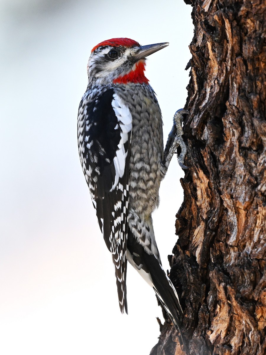 Red-naped Sapsucker - ML647412363