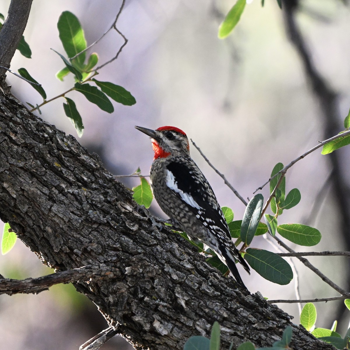 Red-naped Sapsucker - ML647412364