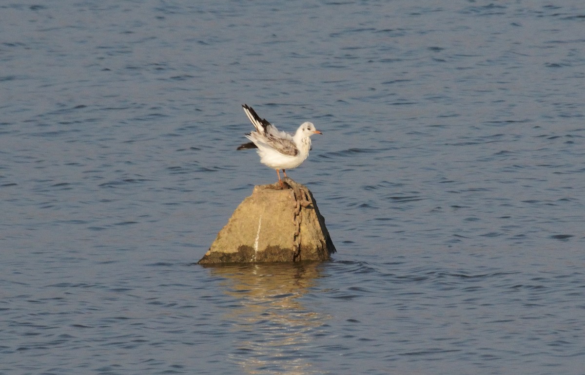 Black-headed Gull - ML647412369