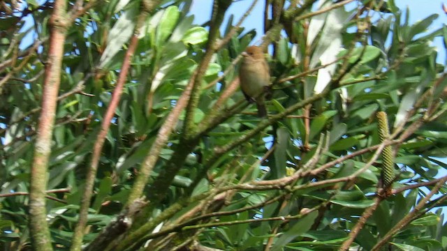 Indigo Bunting - ML647412374