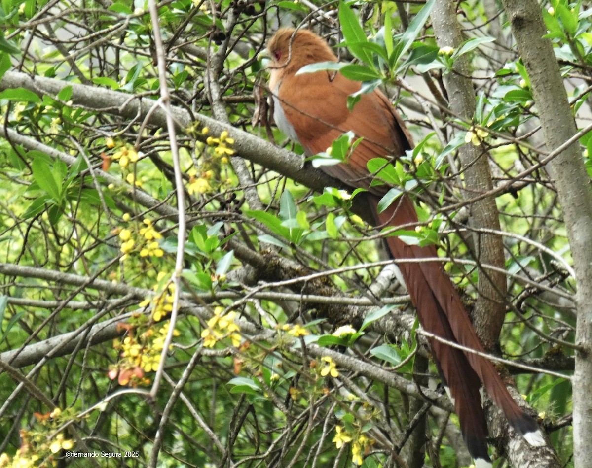 Common Squirrel-Cuckoo - ML647412375