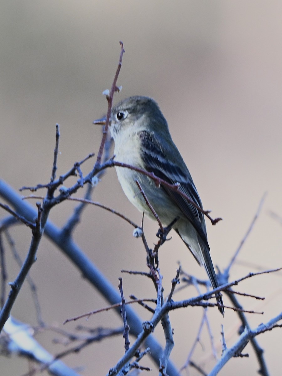 Gray Flycatcher - ML647412378