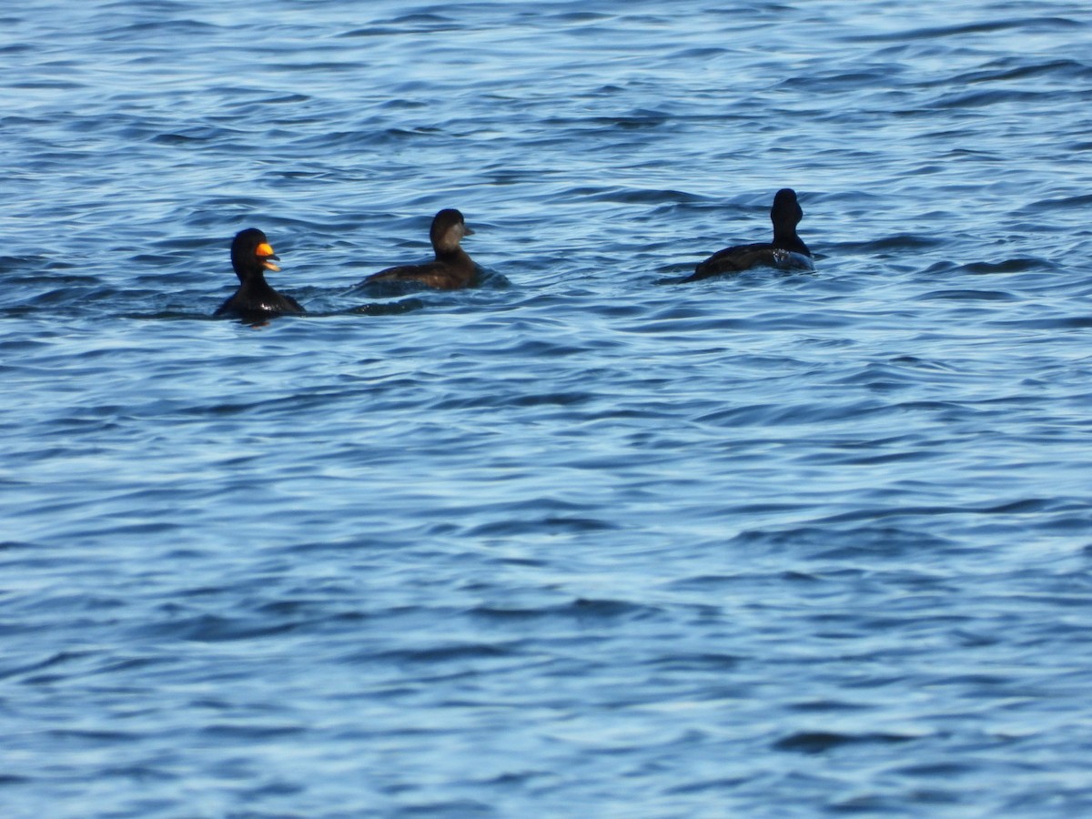 Американская синьга - ML647412382