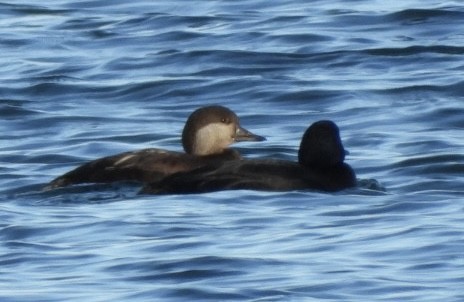 Американская синьга - ML647412383