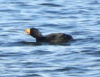 Американская синьга - ML647412384