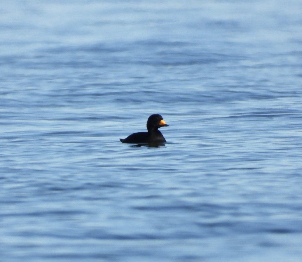 Американская синьга - ML647412385