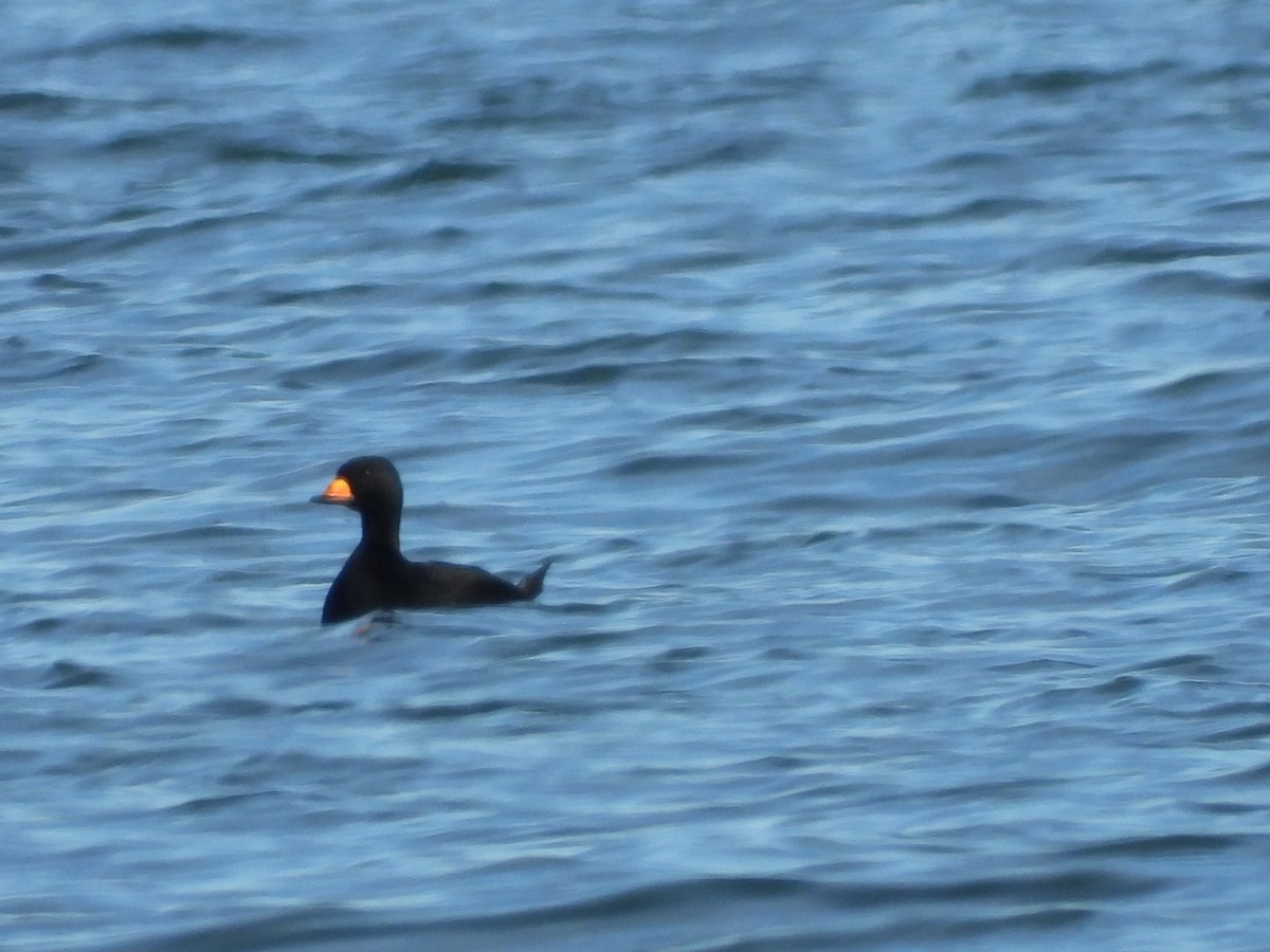 Американская синьга - ML647412386