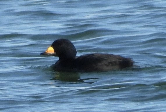 Американская синьга - ML647412387