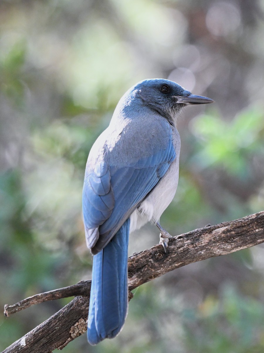 Mexican Jay - ML647412392