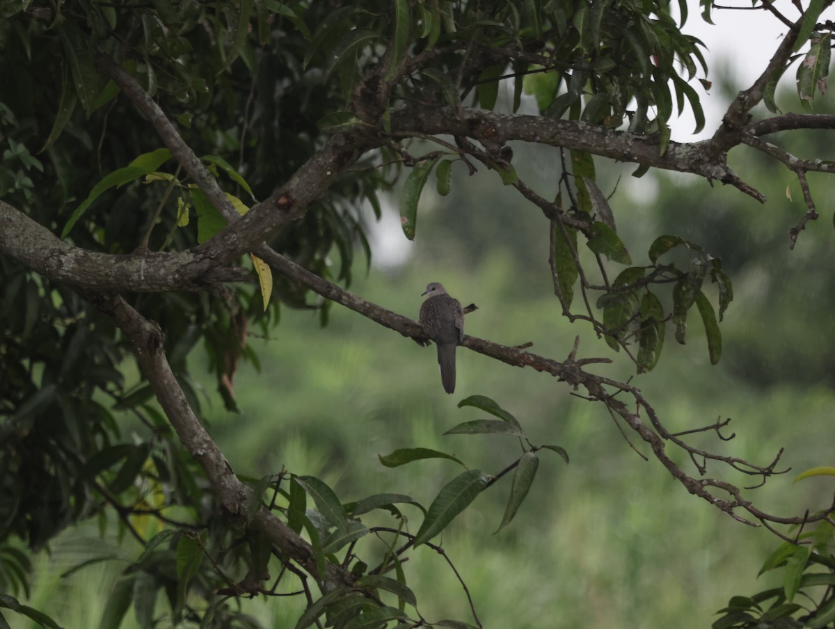 珠頸斑鳩 - ML647412395