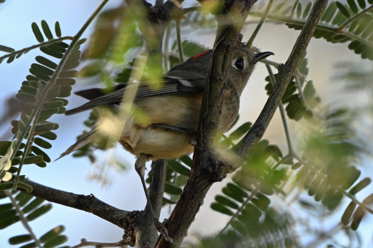 Ruby-crowned Kinglet - ML647412400
