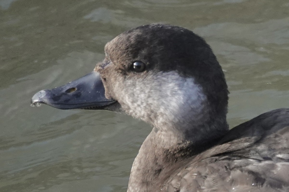 Американская синьга - ML647412403