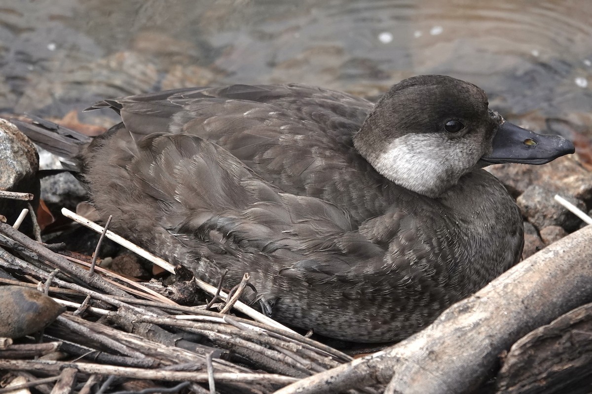 Американская синьга - ML647412404