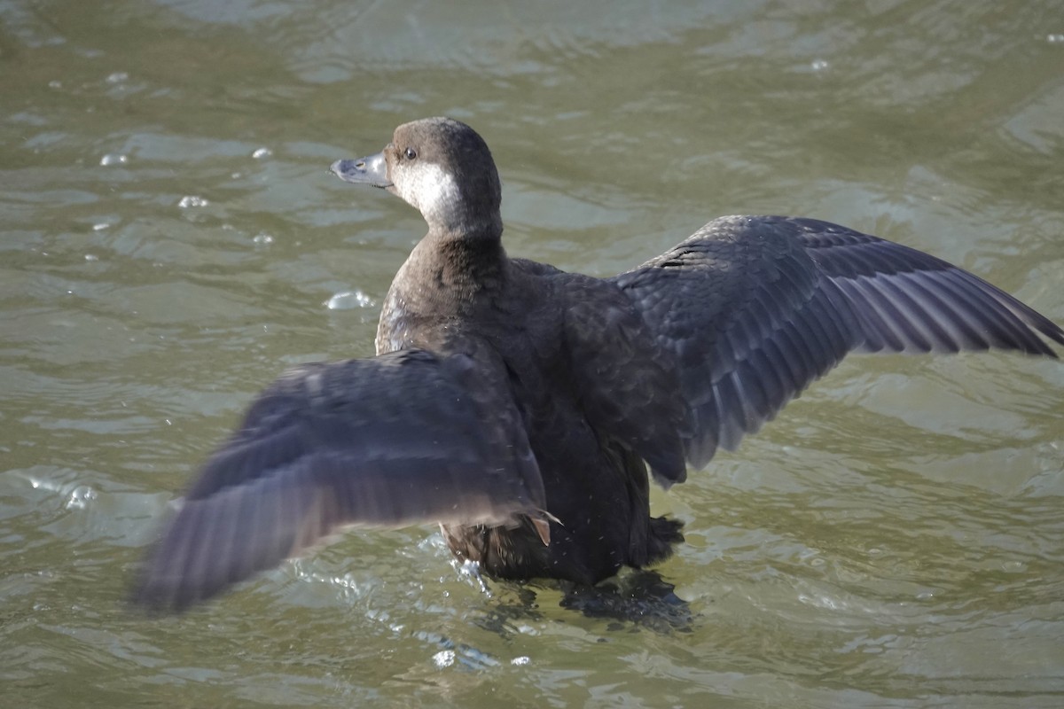 Американская синьга - ML647412405