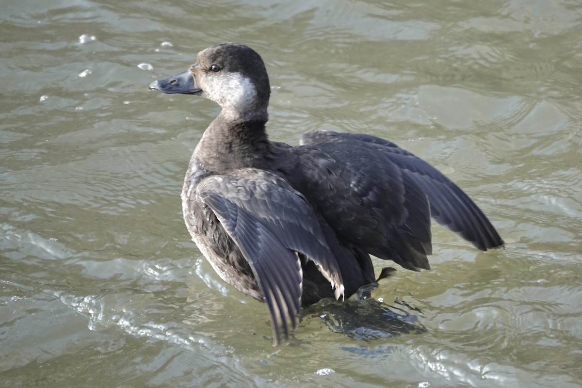 Американская синьга - ML647412406