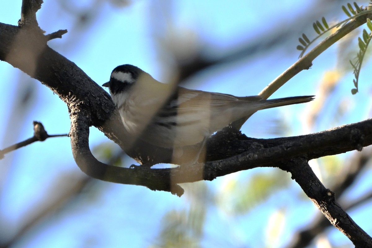 Black-throated Gray Warbler - ML647412412