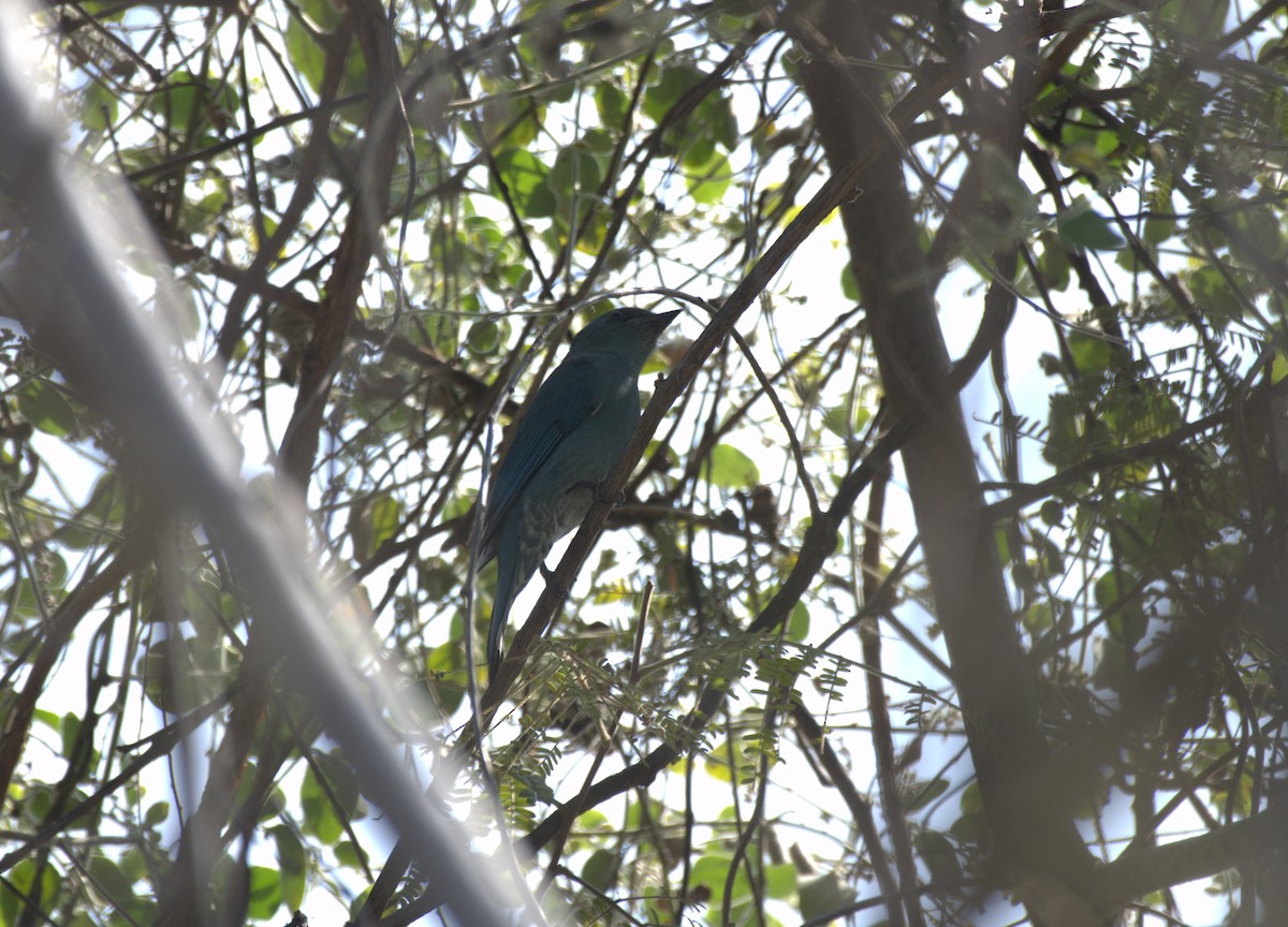 Verditer Flycatcher - ML647412423