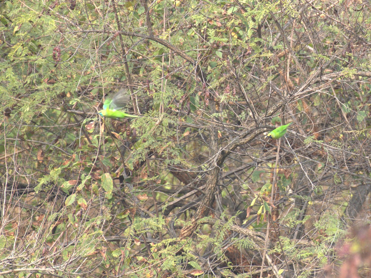 Jerdon's Leafbird - ML647412434