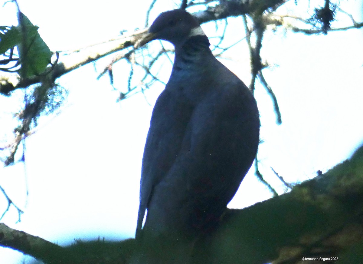 Band-tailed Pigeon - ML647412442