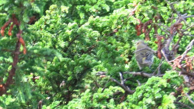 Cape May Warbler - ML647412447