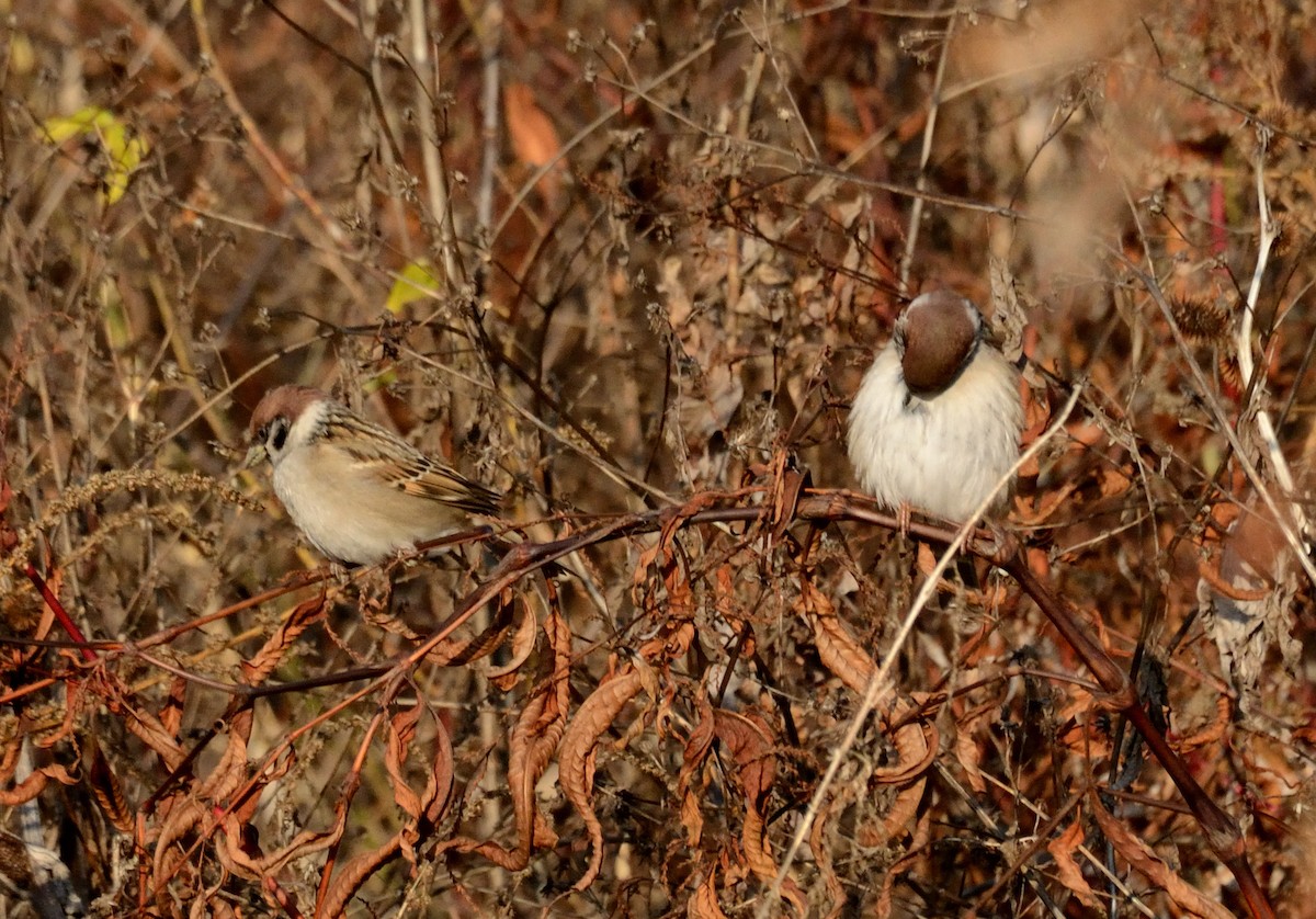 Gorrión Molinero - ML647412482