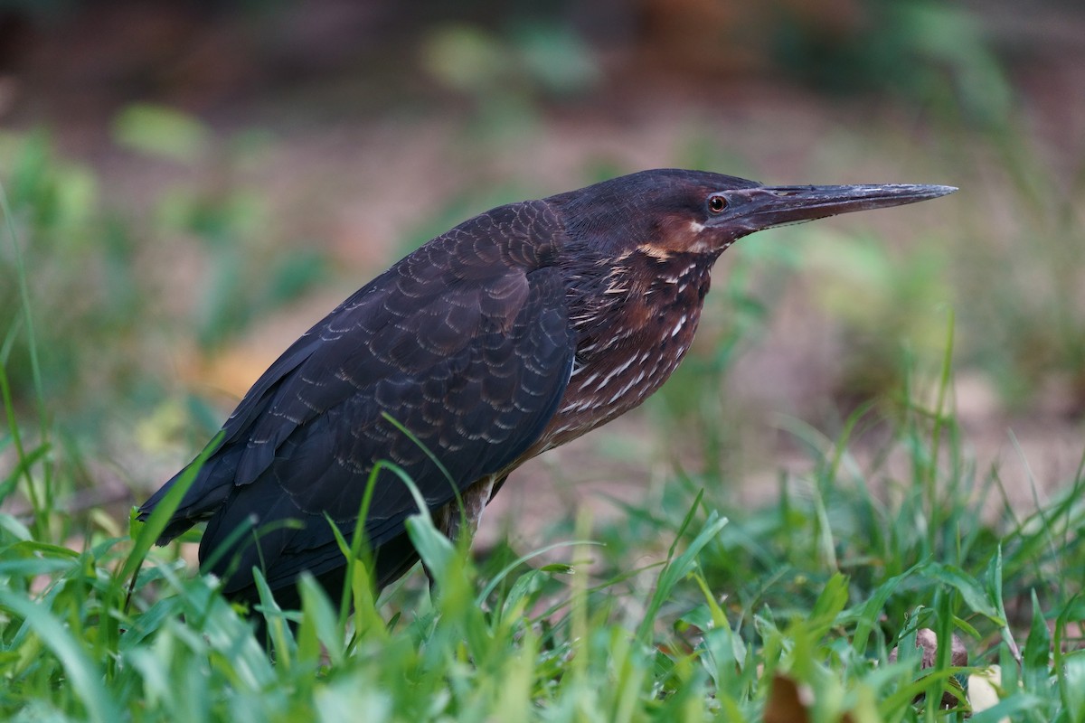 Мангровый волчок - ML647412484