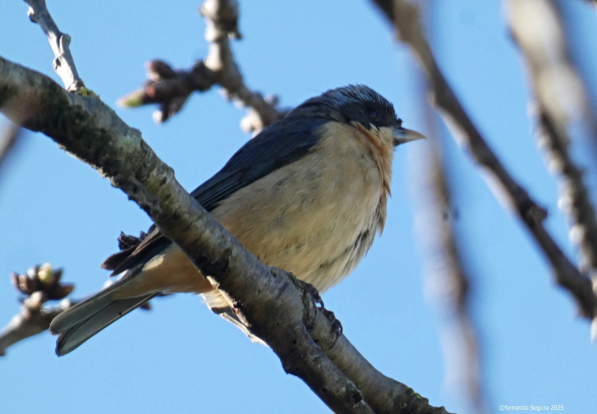 Fawn-breasted Tanager - ML647412508