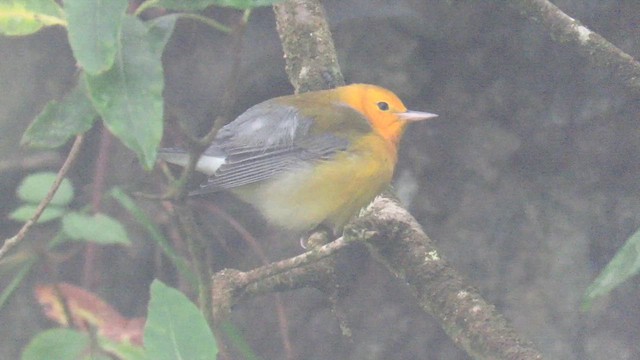 Prothonotary Warbler - ML647412509