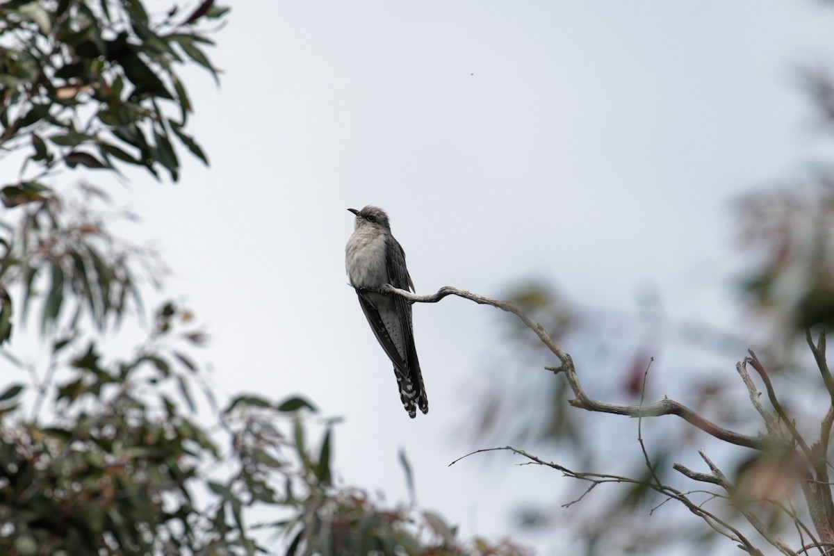 Pallid Cuckoo - ML647412517