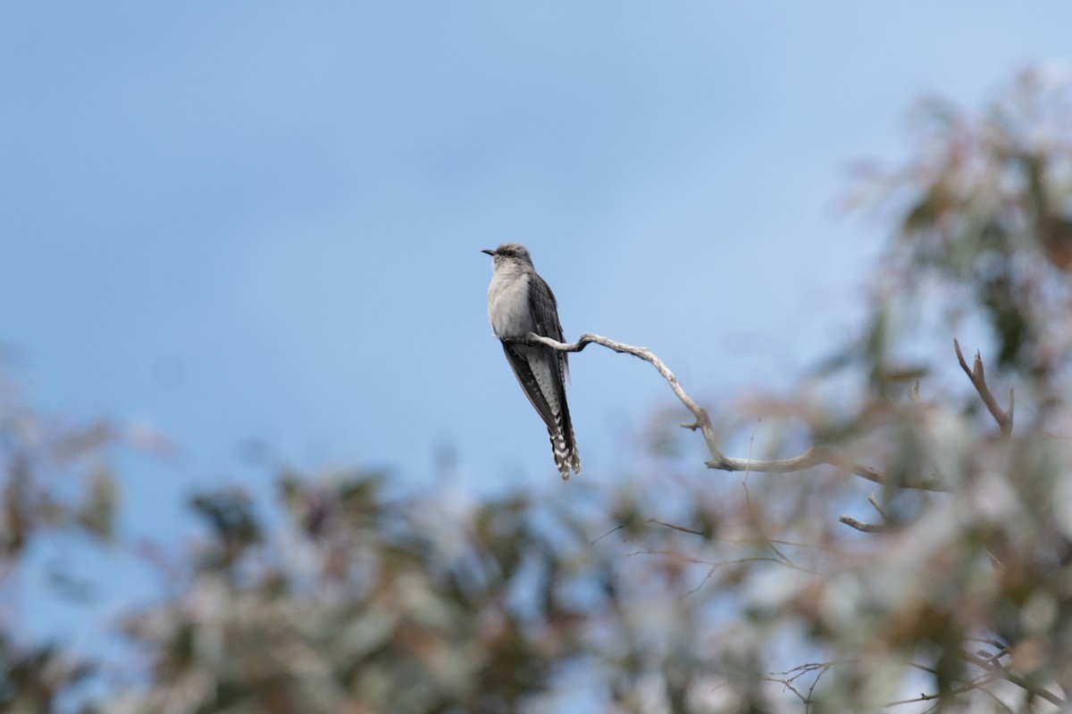 Pallid Cuckoo - ML647412518