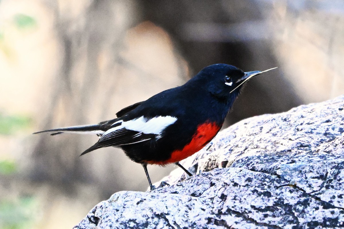Painted Redstart - ML647412529