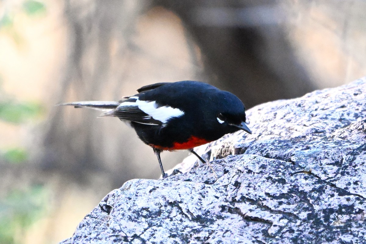 Painted Redstart - ML647412530