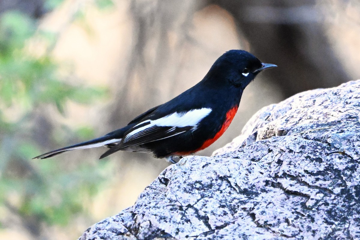 Painted Redstart - ML647412531