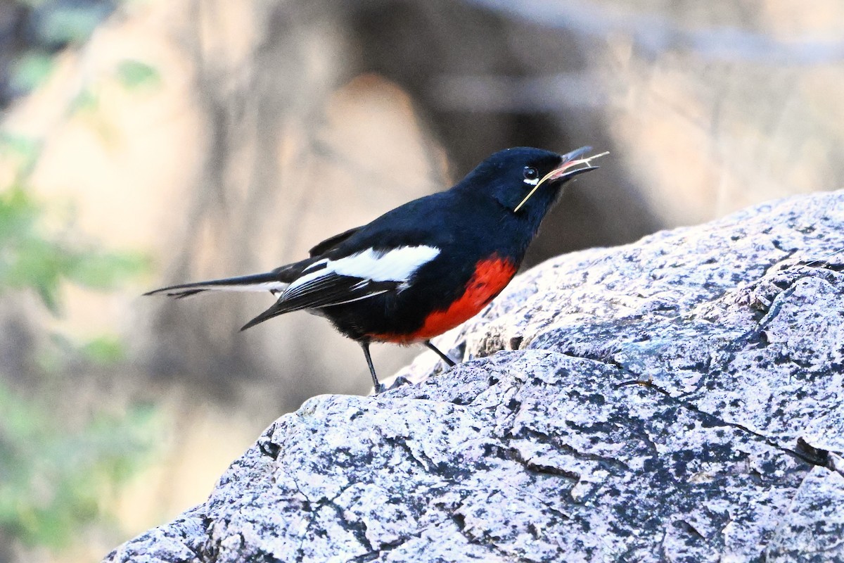 Painted Redstart - ML647412532