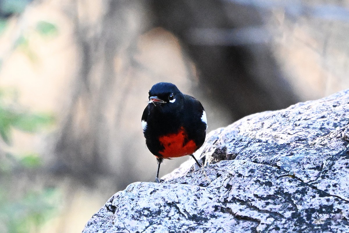 Painted Redstart - ML647412533