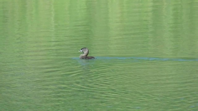 Pied-billed Grebe - ML647412552