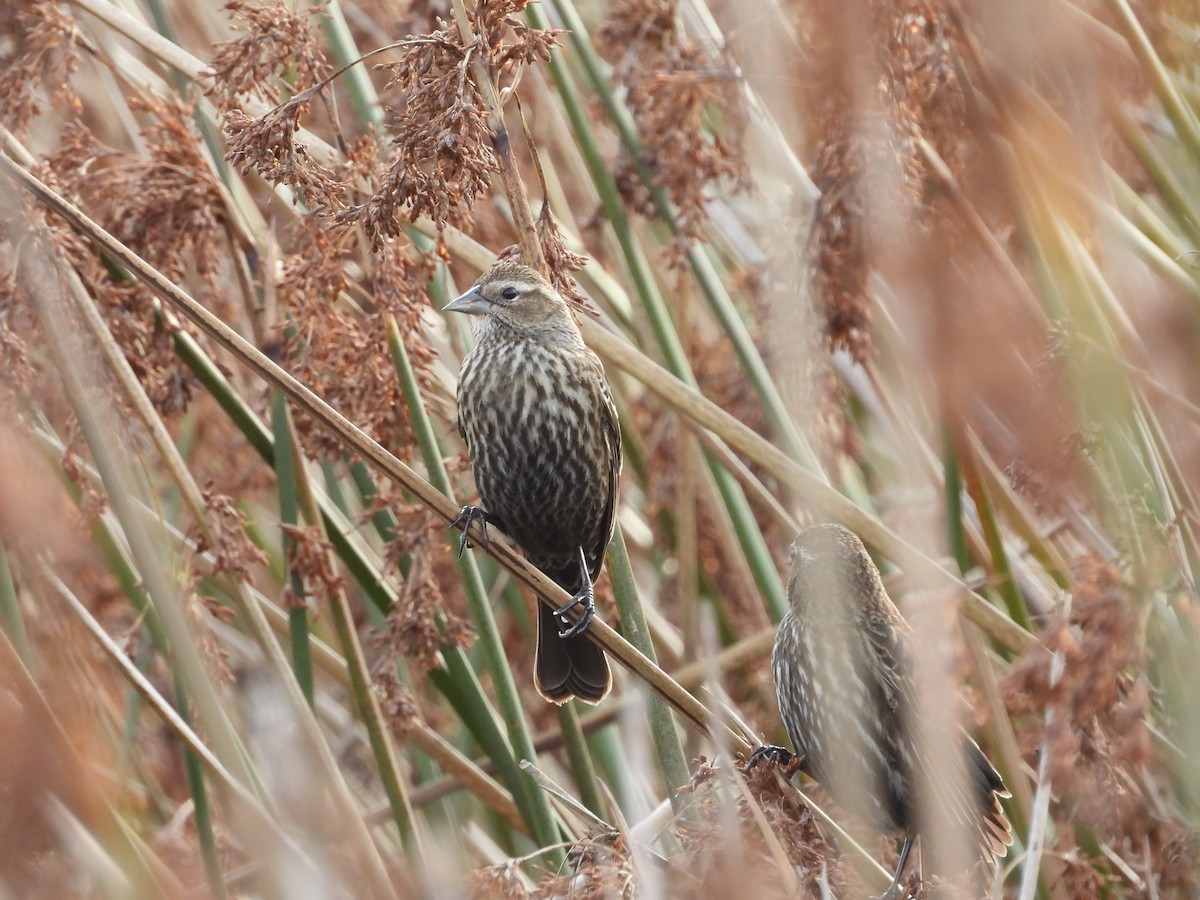 Red-winged Blackbird - ML647412560